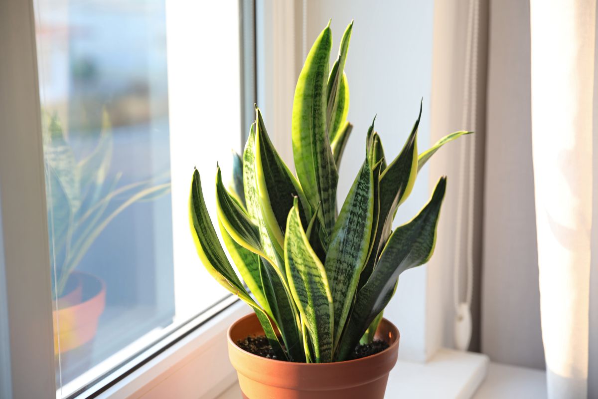 Sansevieria pianta assorbi umidità