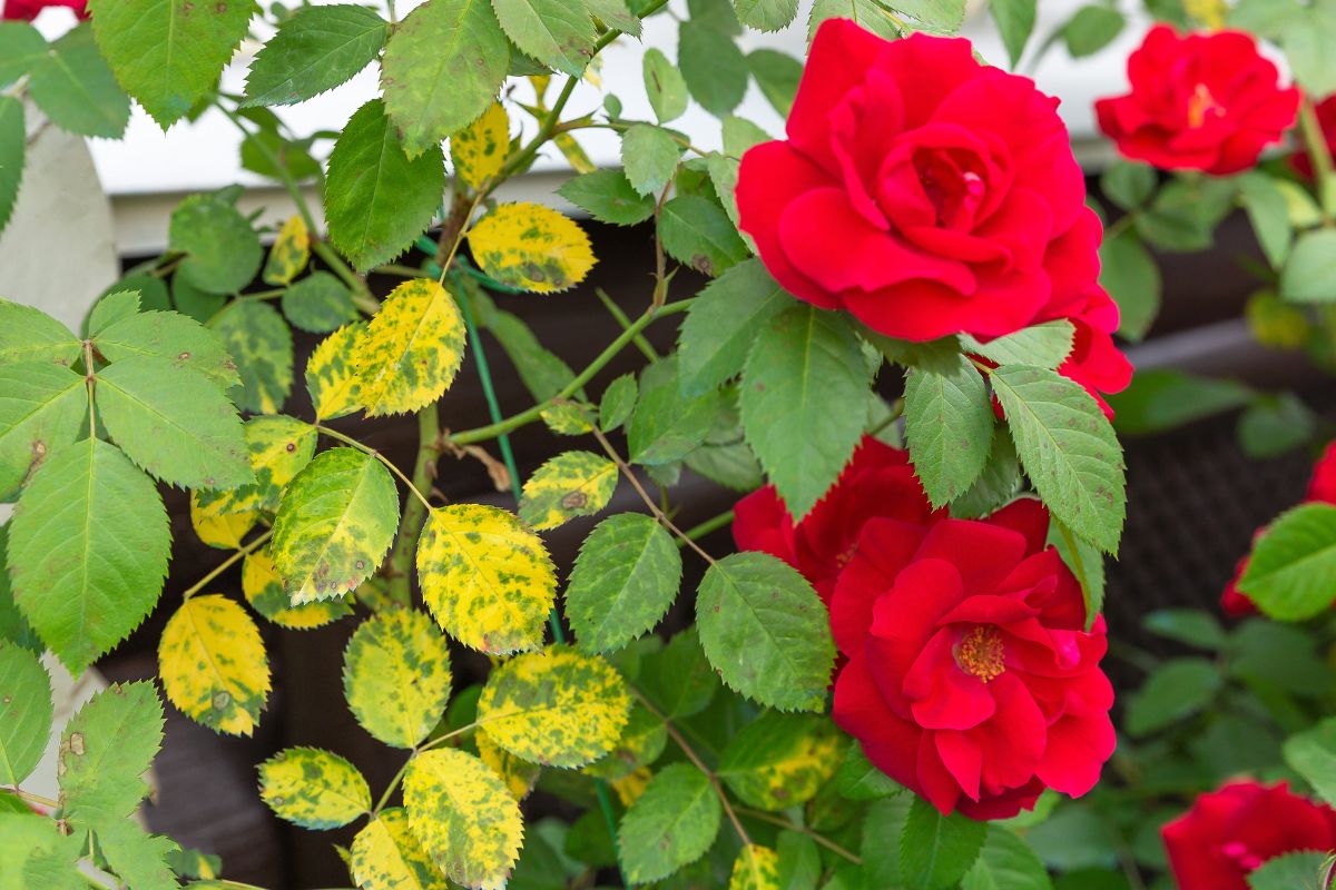 rose rosse con foglie gialle