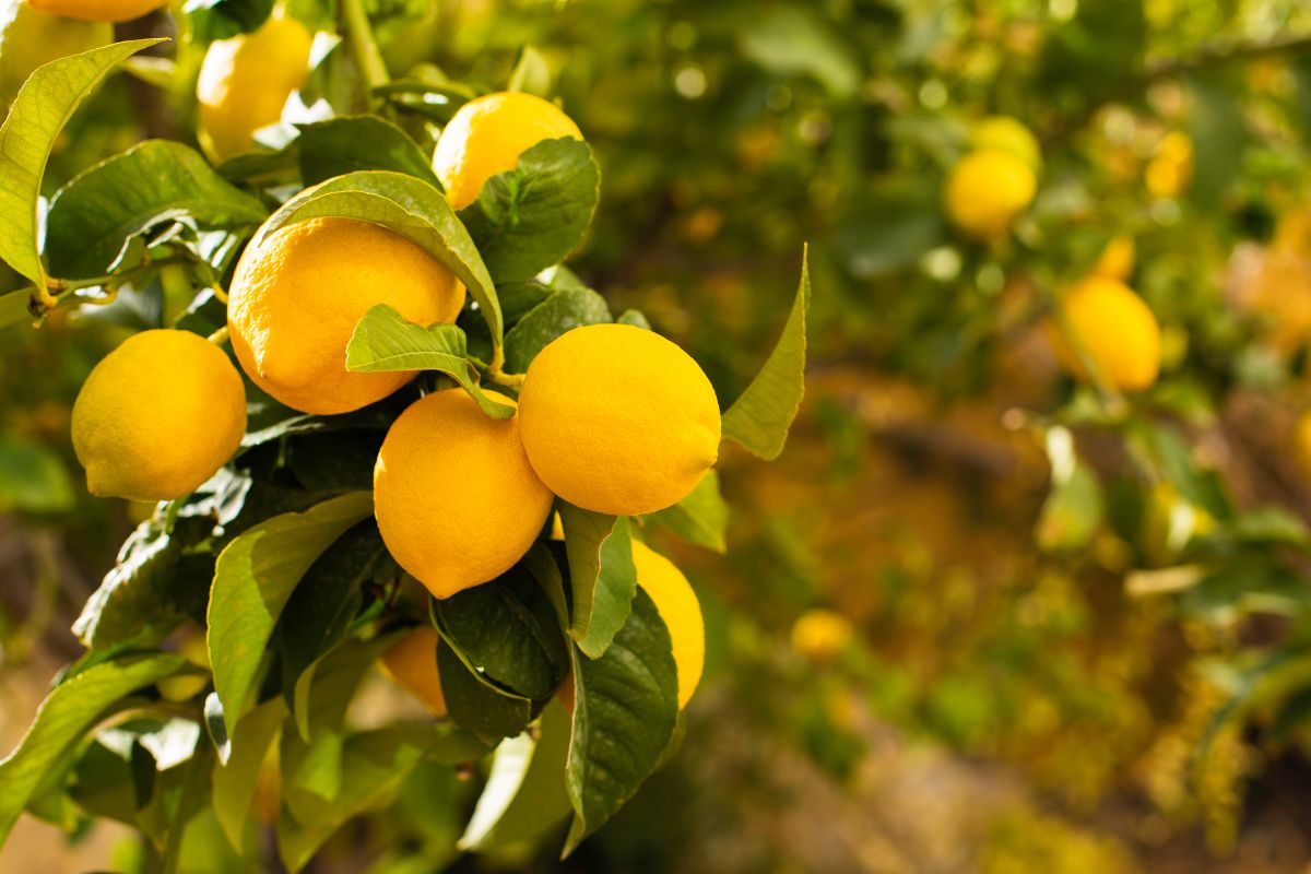 Pianta di limone con foglie arricciate