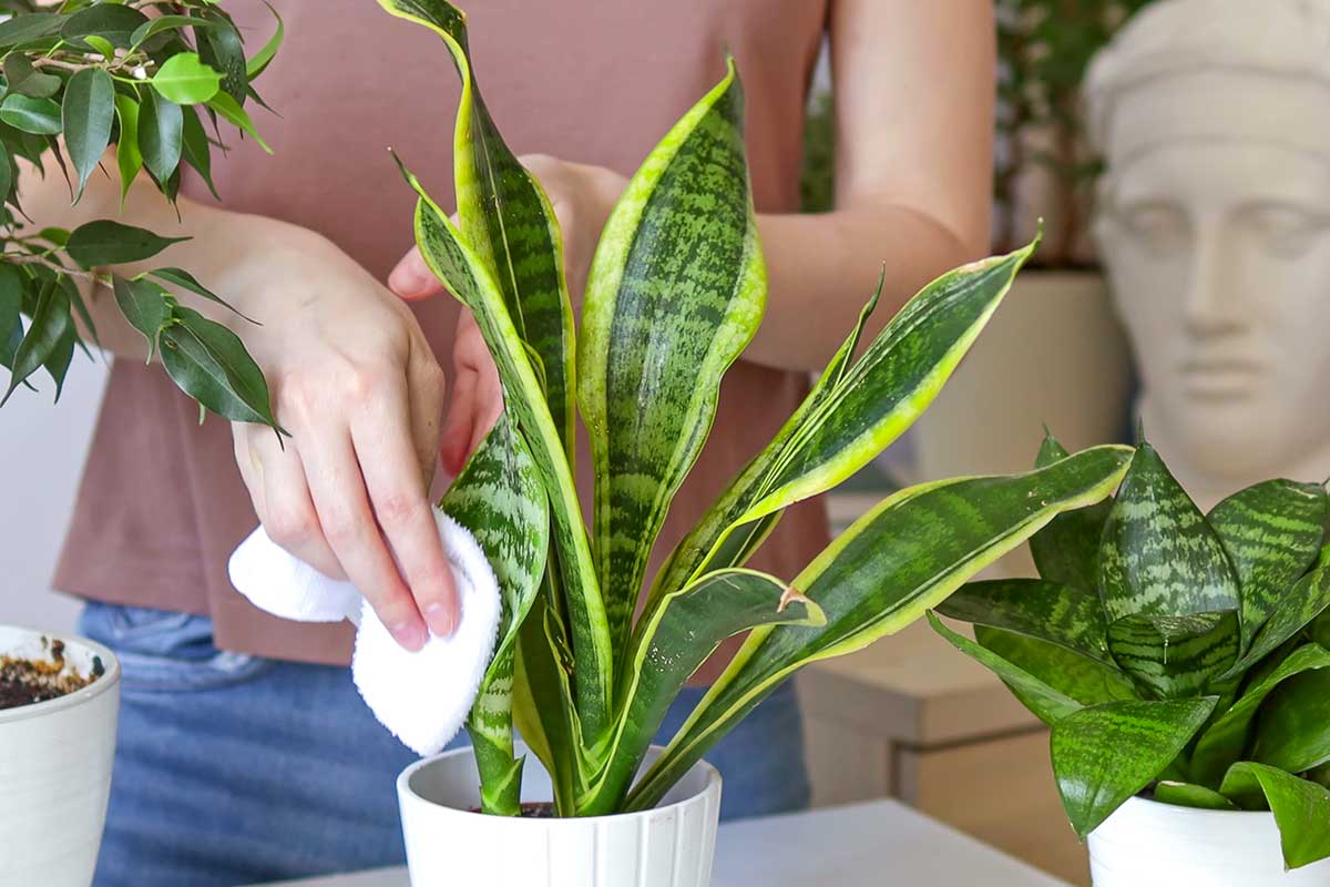 Sansevieria, pianta che assorbe umidità