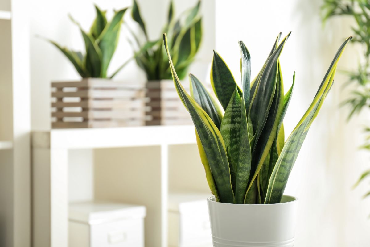 Sansevieria