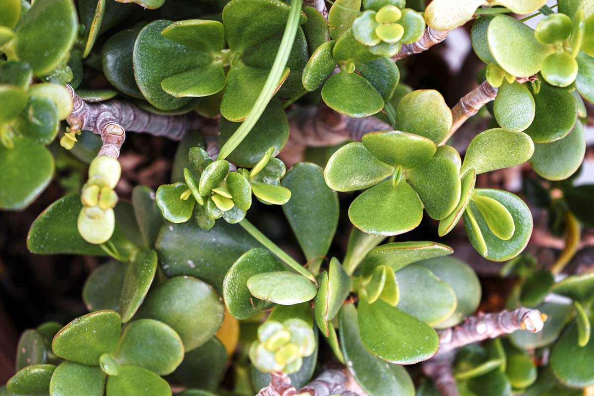 Terriccio per piante grasse ideale per l'Albero di Giada