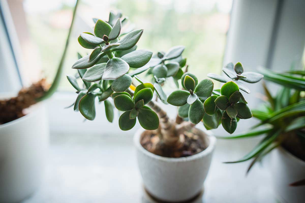 albero di giada significato