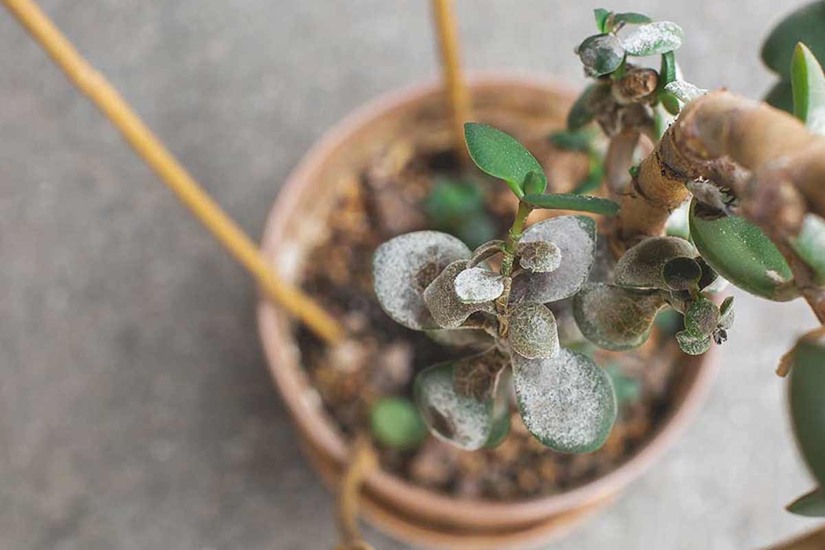 Albero di giada con foglie ammuffite