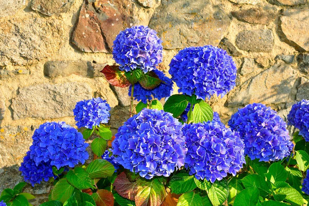 moltiplicare le Ortensie