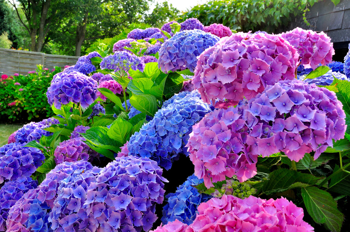 ortensie in fiore