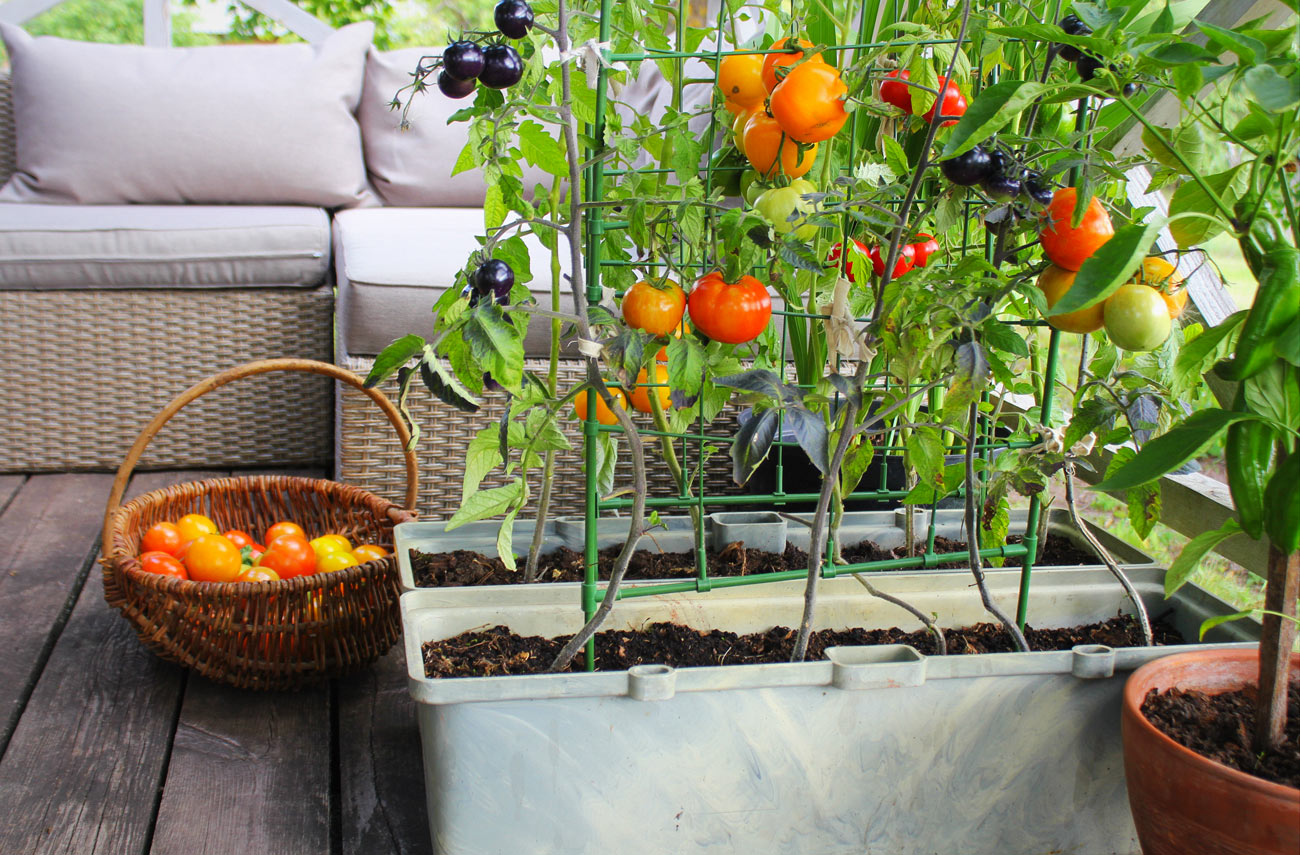 orto su piccolo balcone