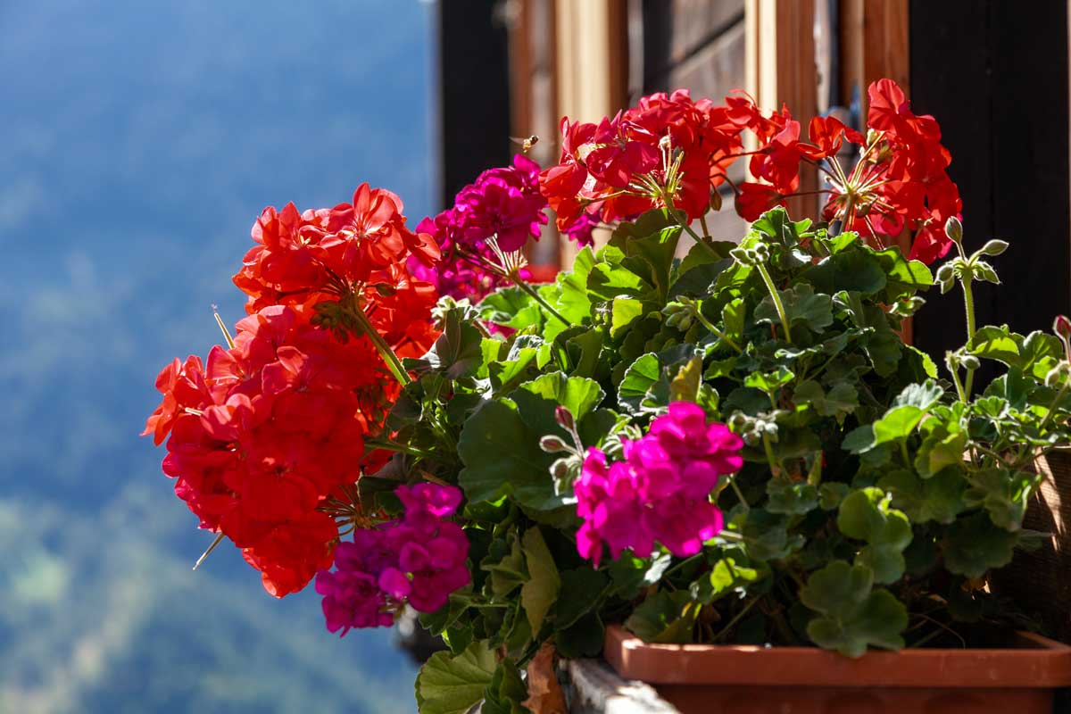 Geranio sul balcone al sole.