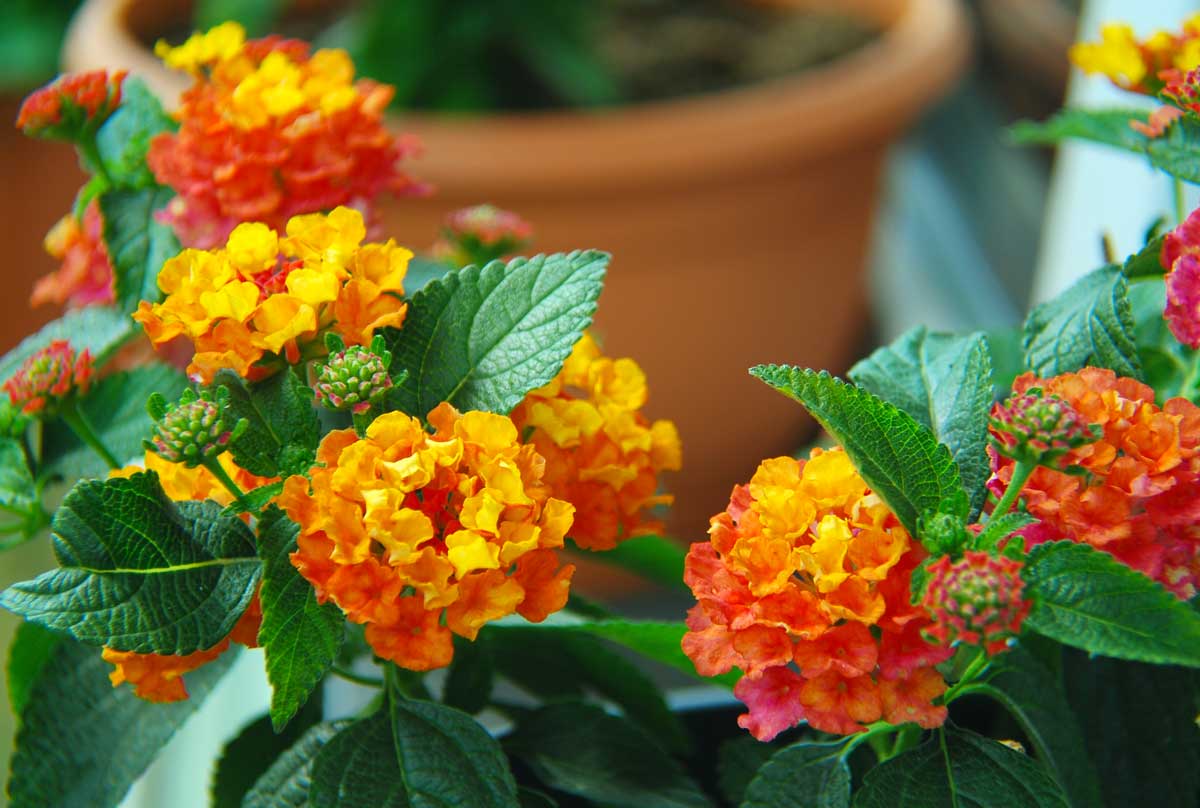 fiori per balcone pieno sole