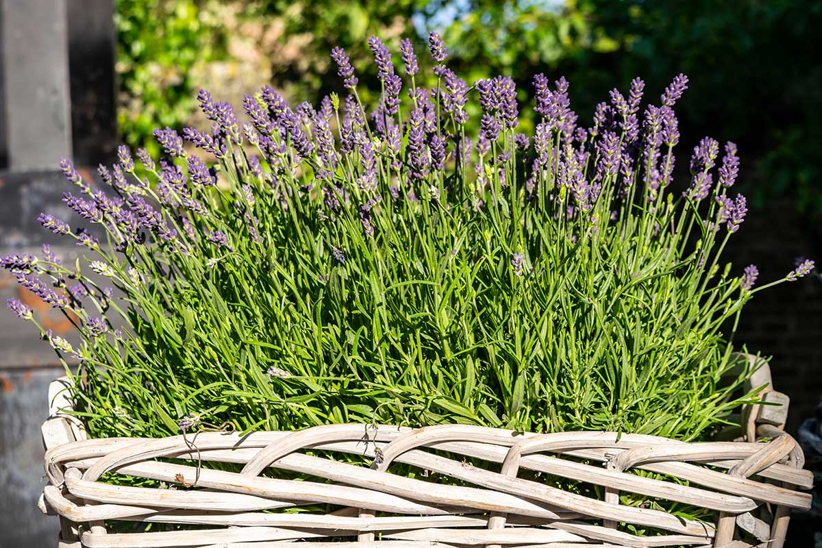 coltivazione della lavanda in balcone