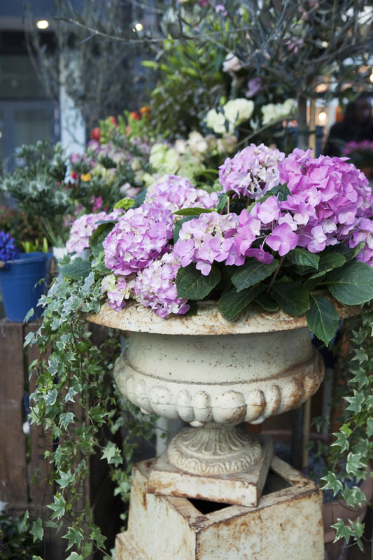 Vaso di pietra in giardino con ortensie viola