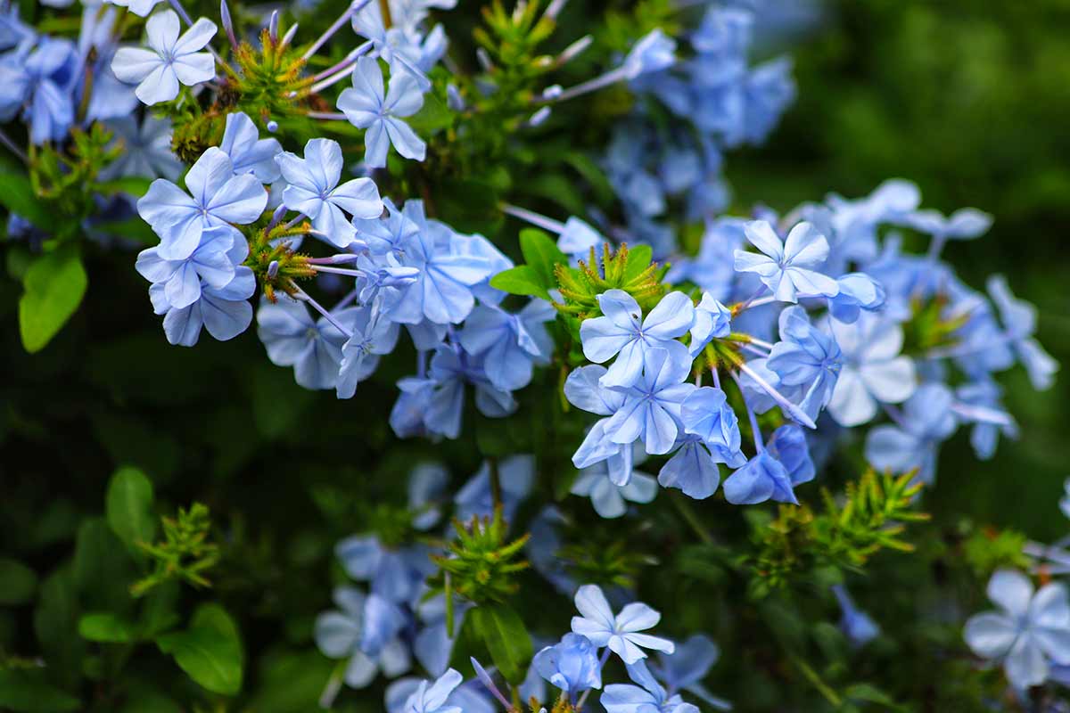 plumbago, gelsomino azzurro