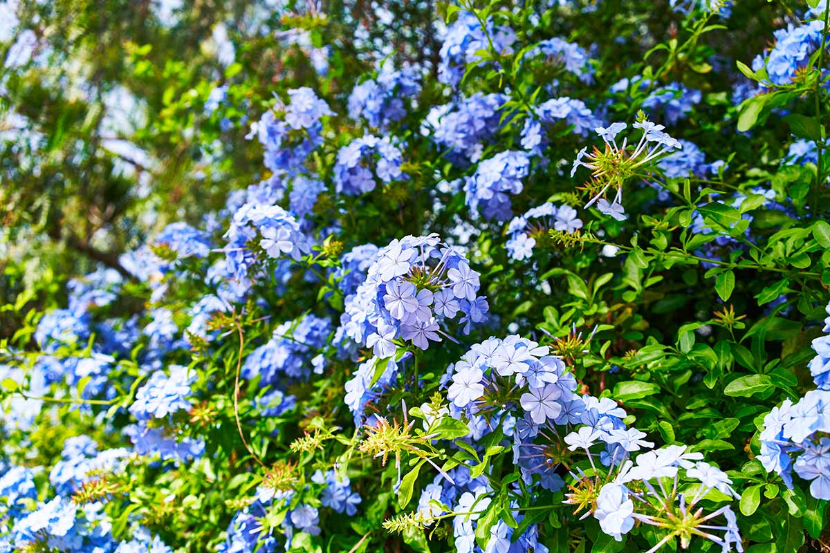 plumbago