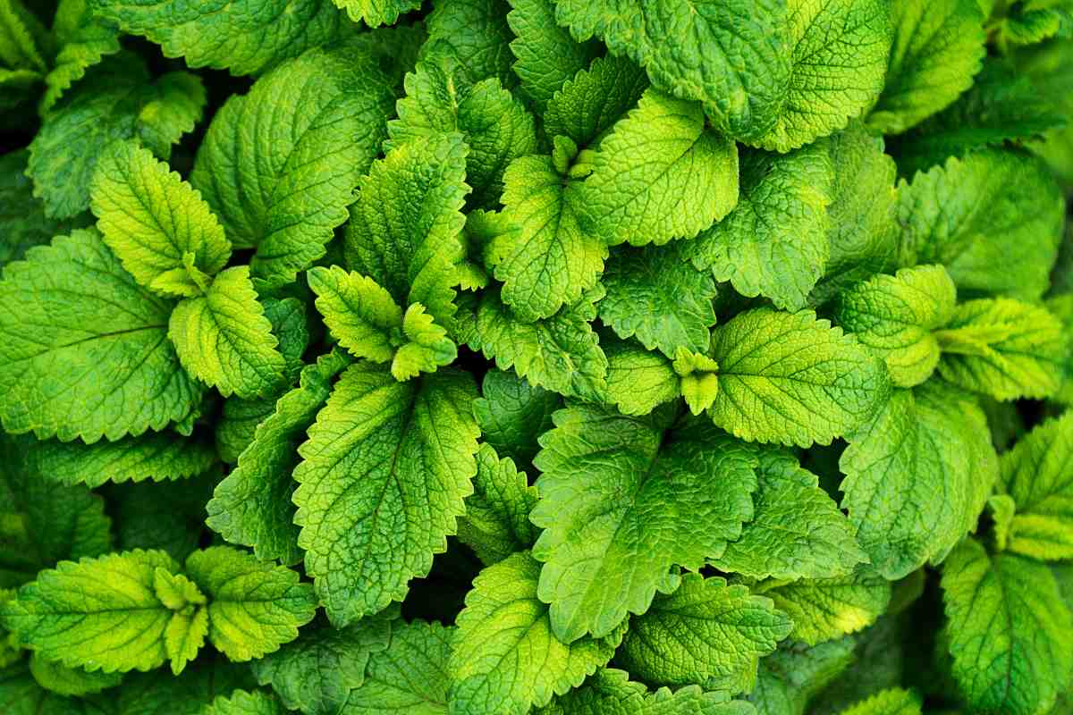 coltivare menta in vaso sul terrazzo