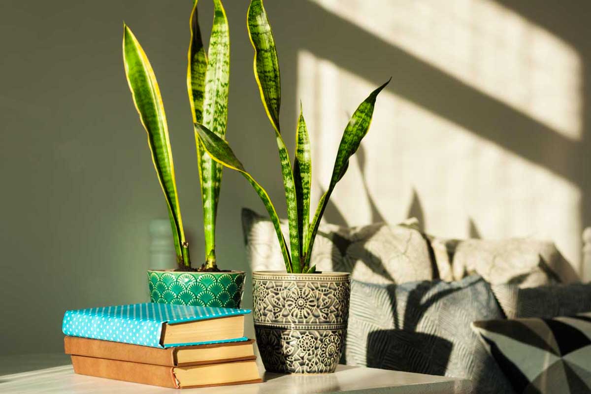 sansevieria assorbi umidità