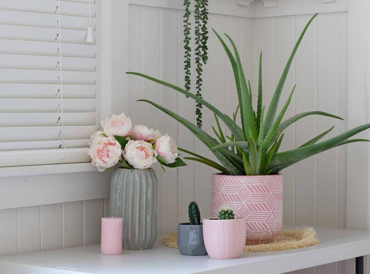 Aloe vera in vaso