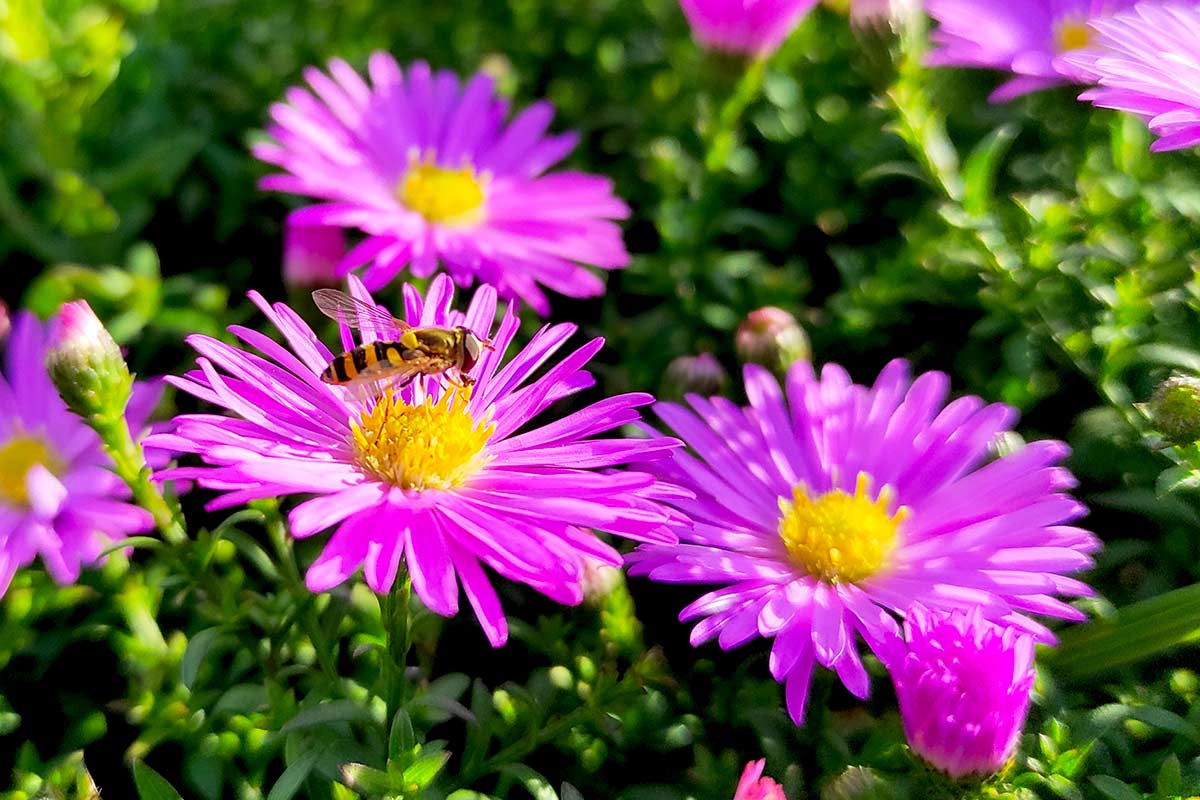 Settembrini in fiore