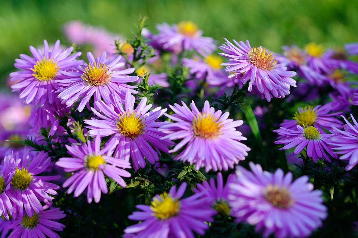 I settembrini viola in autunno in giardino