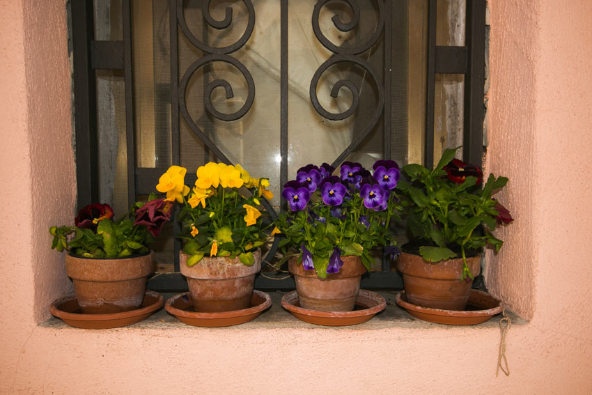 Fiori colorati per autunno inverno