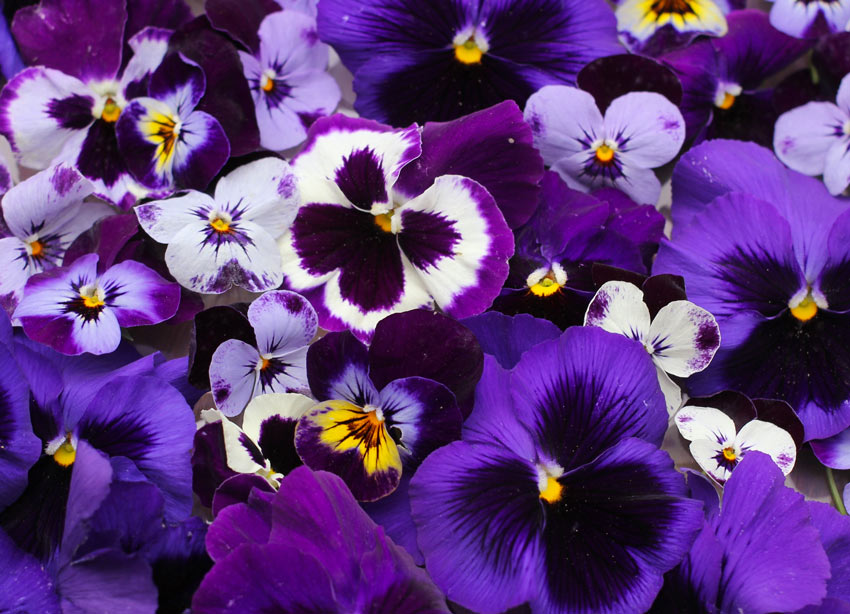 piante e fiori che resistono a pioggia e gelo, ideale in autunno inverno