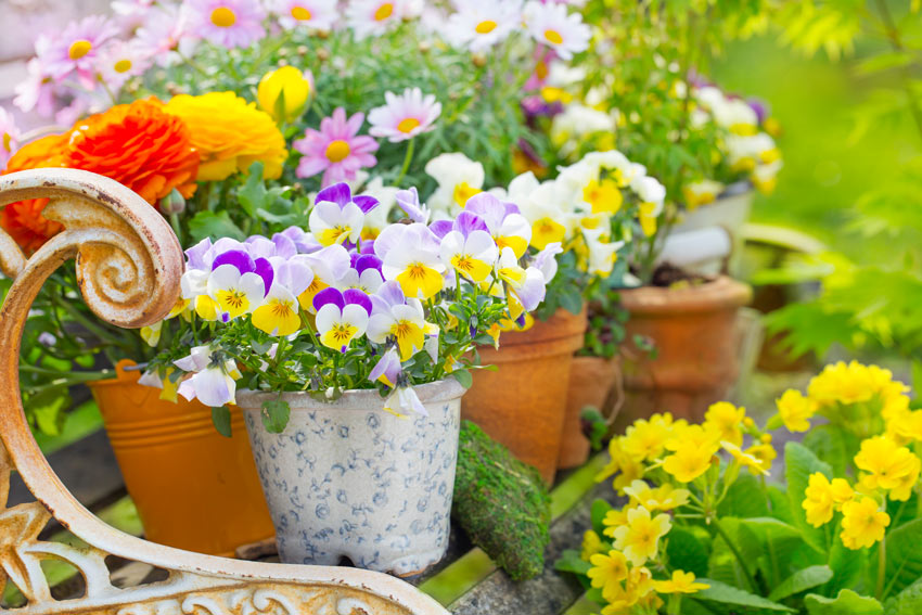 piante e fiori che resistono a pioggia e gelo, ideale in autunno inverno