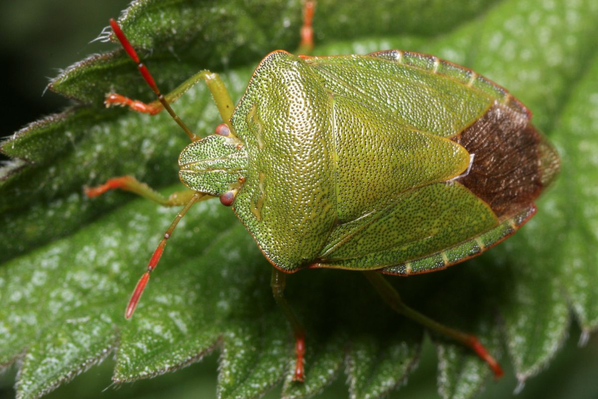 Cimici in casa trappola fai da te naturale