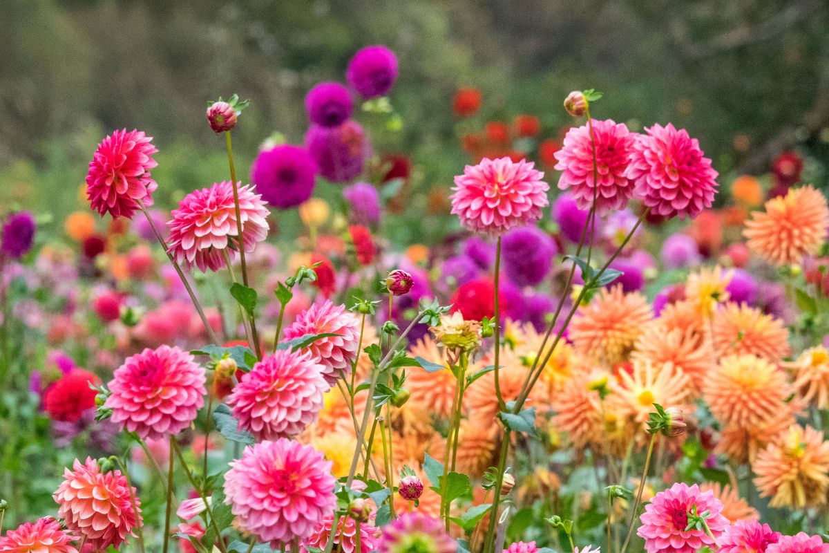 15 fiori che fioriscono in autunno