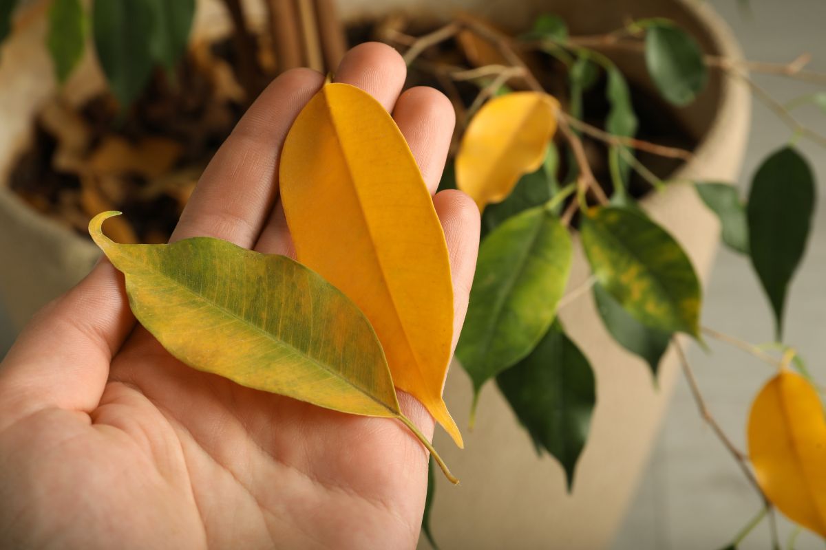 Foglie che cadono dal tuo Ficus Benjamin