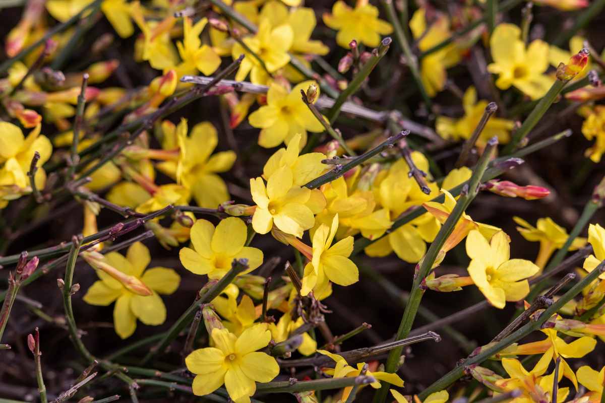 Jasminum nudiflorum