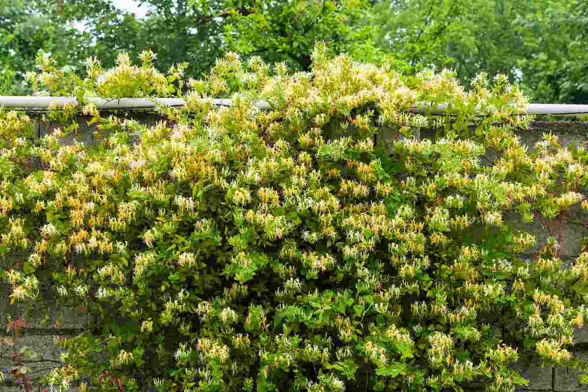 piante rampicanti con fiori