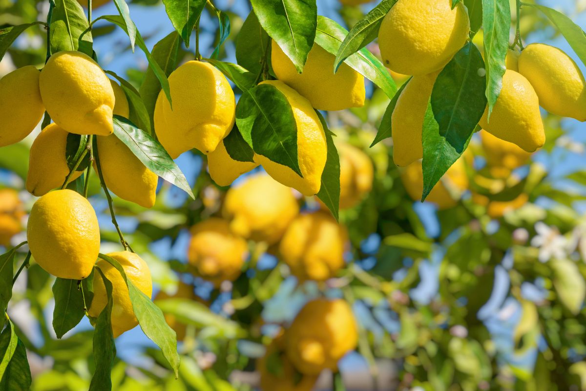 Nutrire il tuo limone in modo naturale