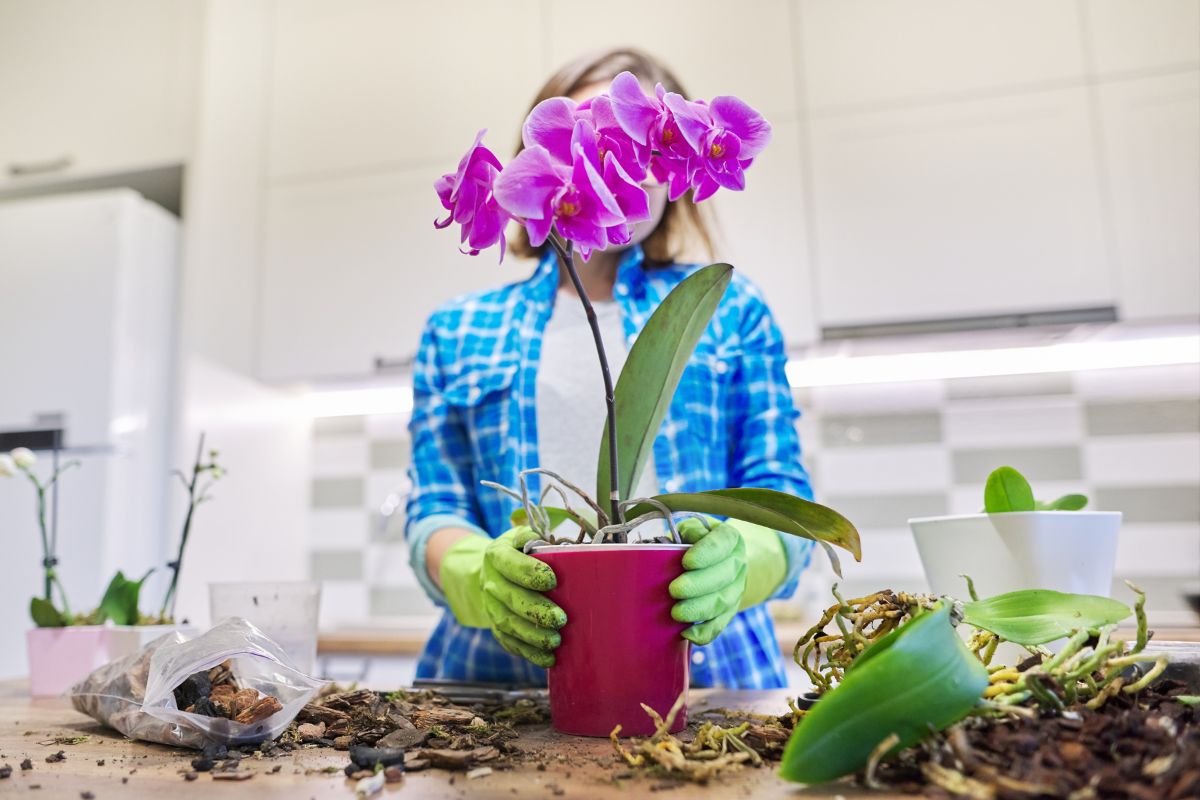 come rinvasare le orchidee