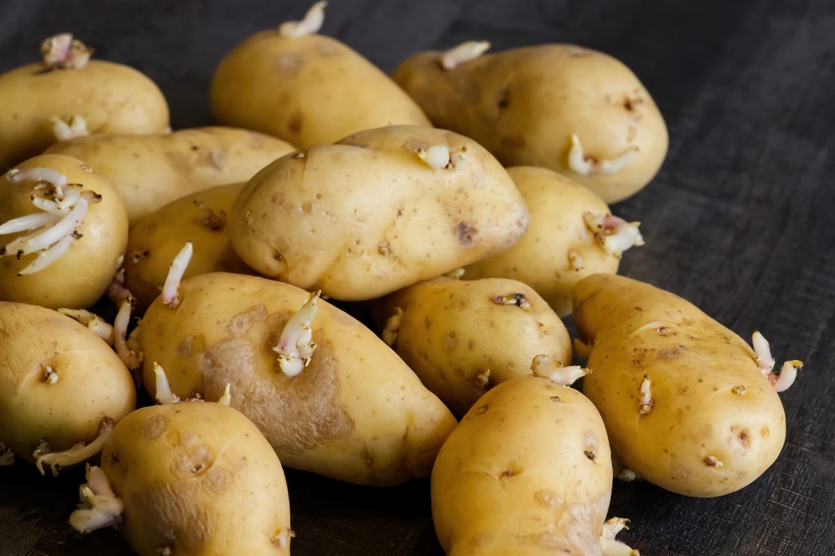 Si possono mangiare le patate germogliate