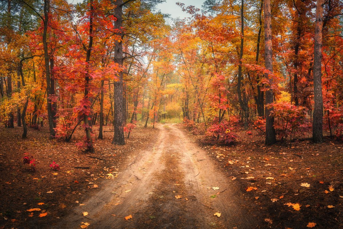 Foglie cambiano colore e cadono in autunno spiegazione