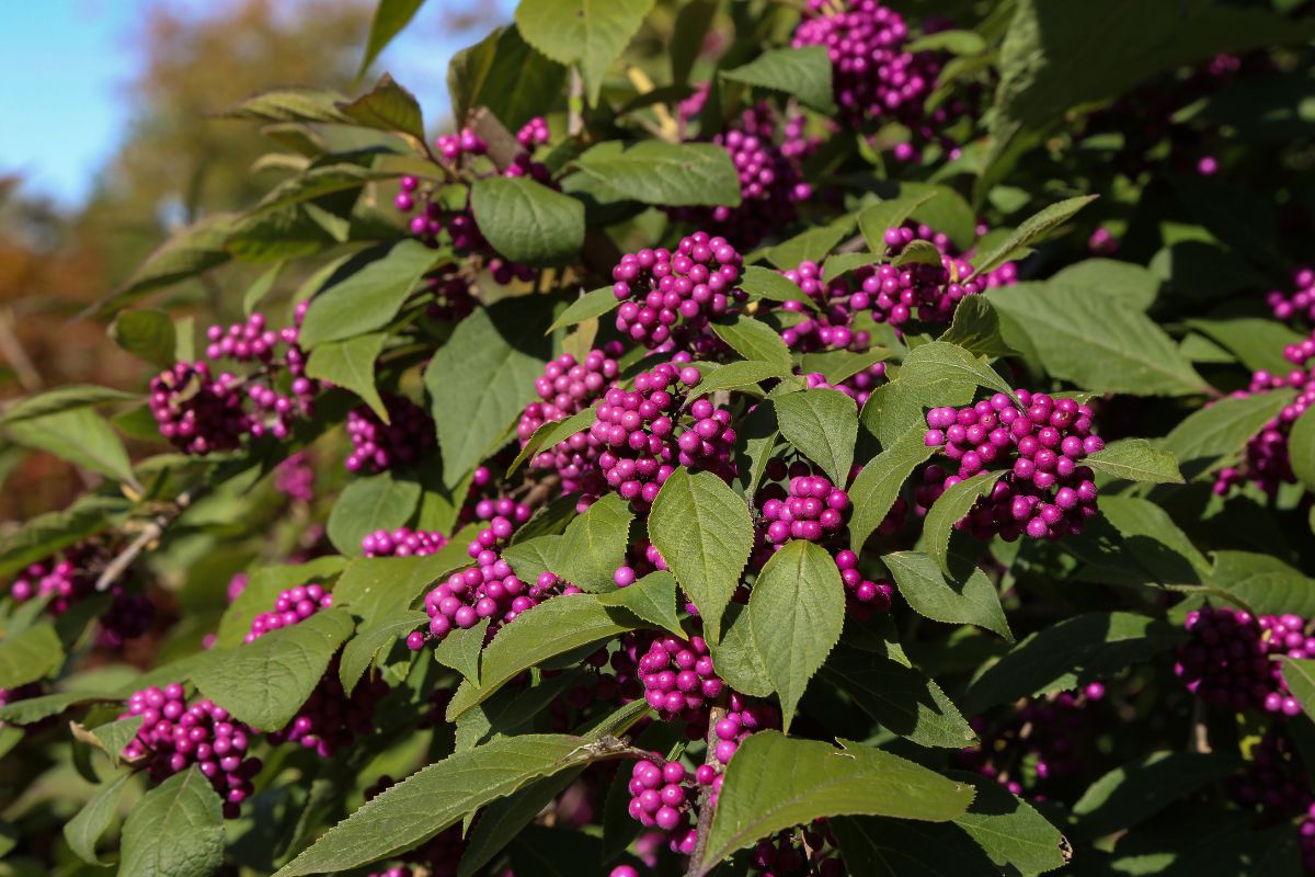 15 fiori che fioriscono in autunno