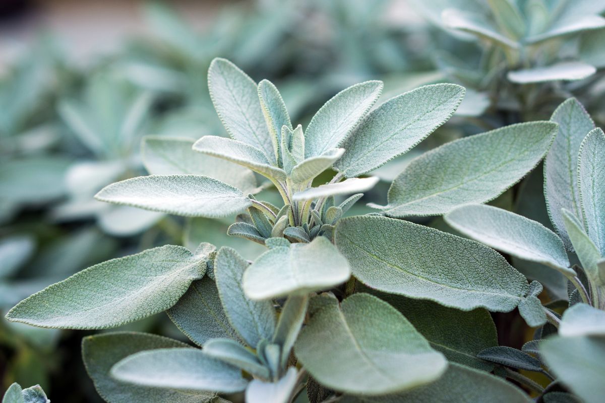 Potatura perfetta della salvia