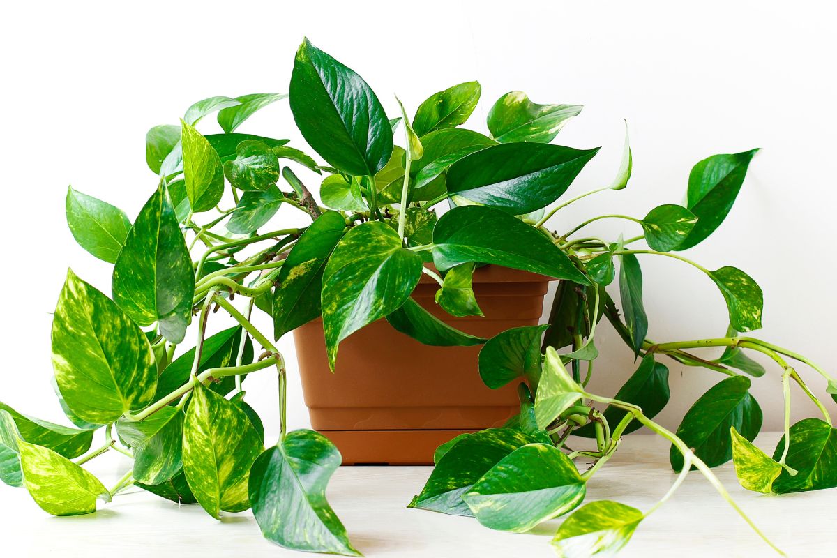 Pothos problemi foglie gialle