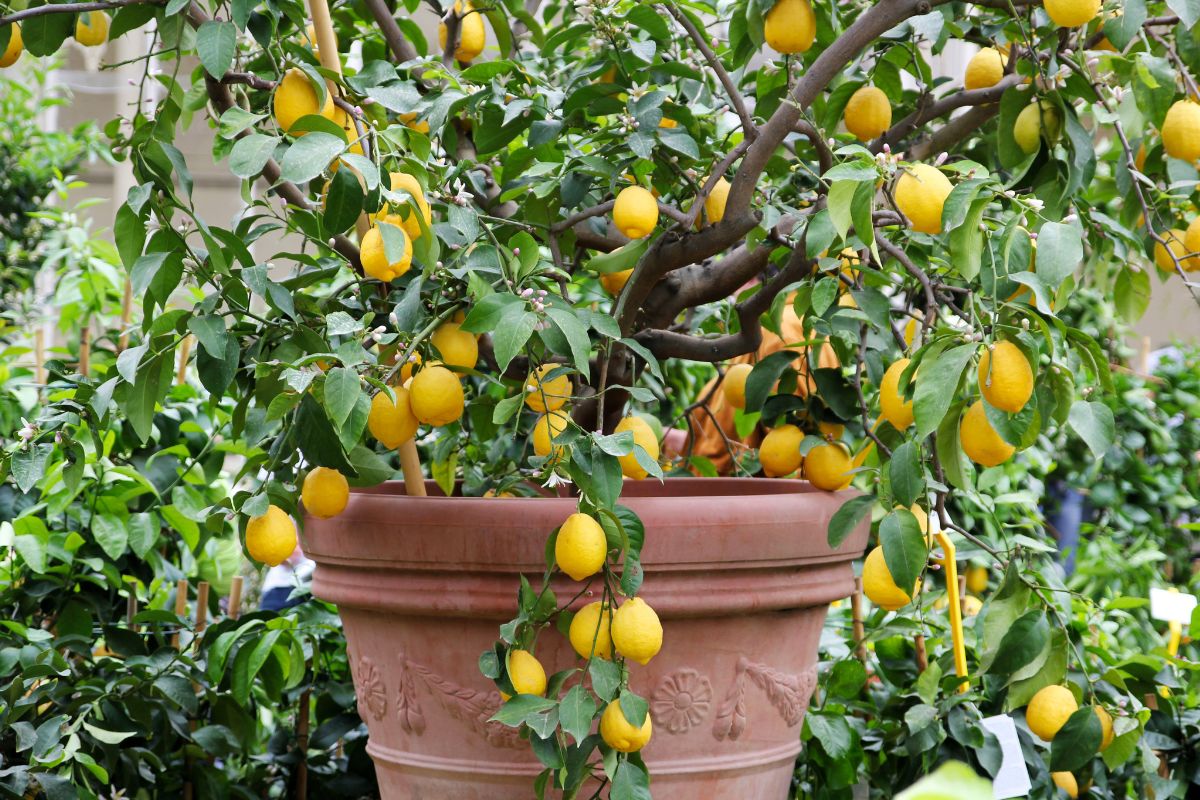 Affrontare l’inverno con un limone in vaso