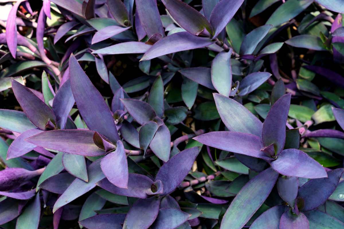 Tradescantia Purple Heart (pianta miseria)