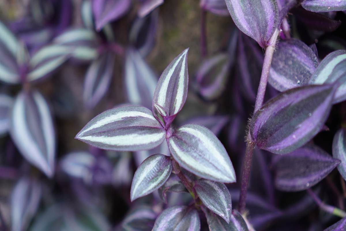 Tradescantia, coltivare pianta miseria