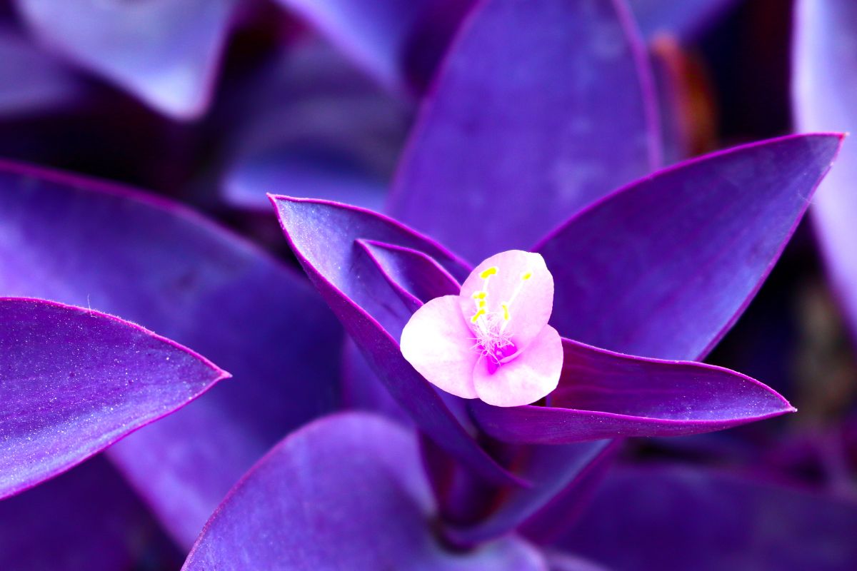 Talea di Tradescantia viola