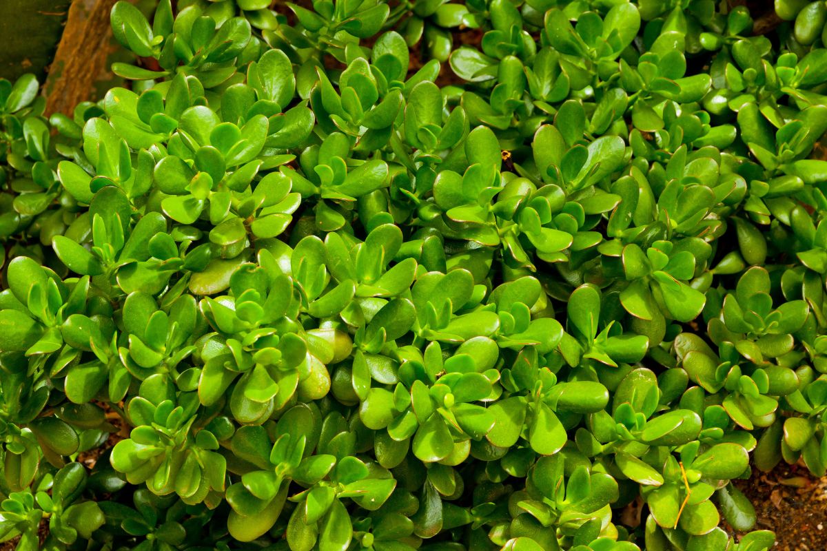 Come propagare l'albero di giada da talea