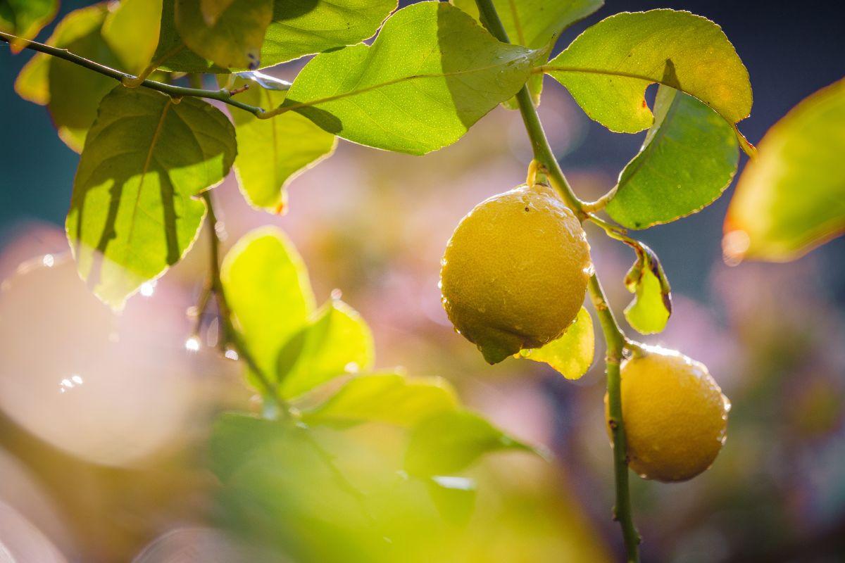 Potatura del limone a ottobre