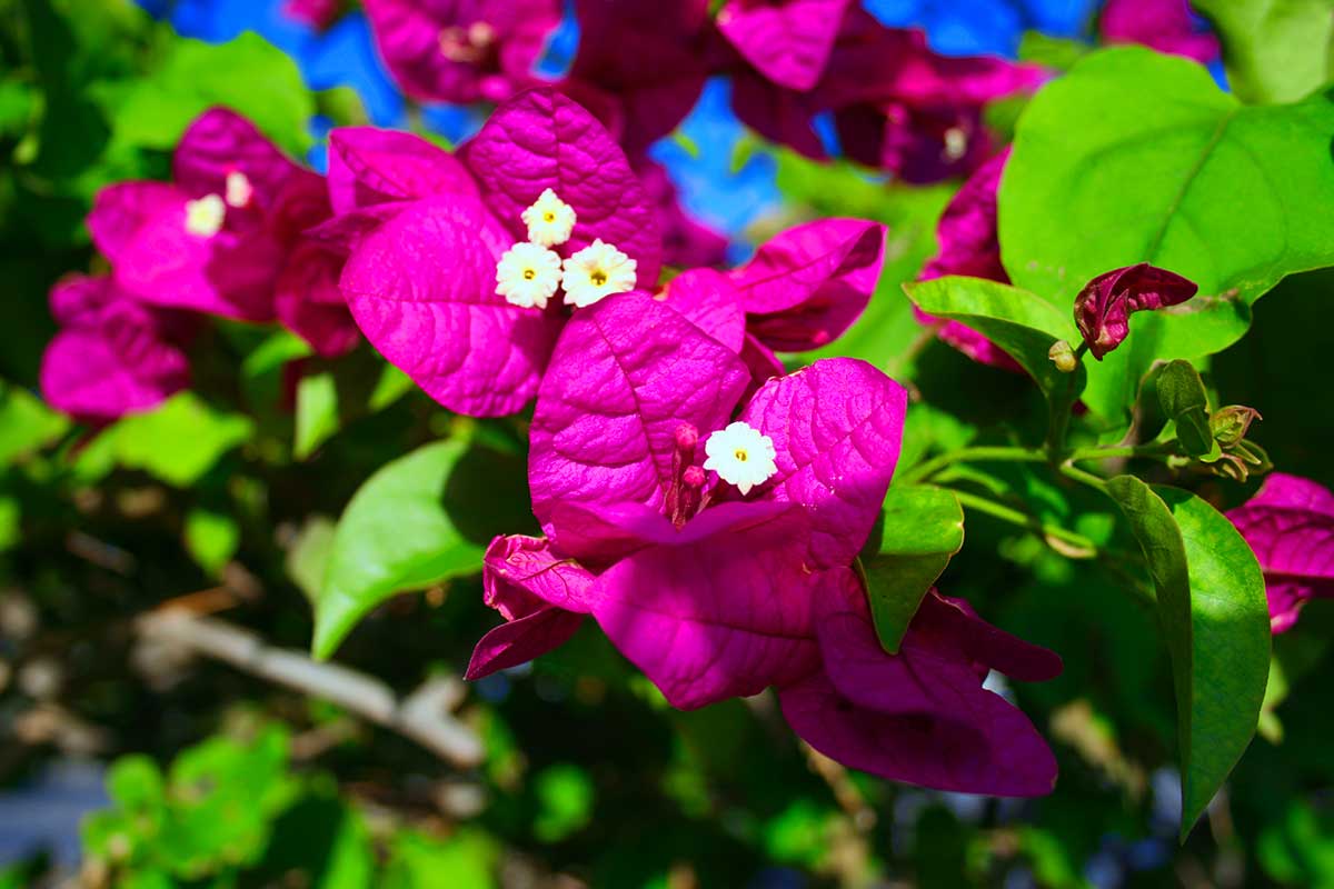 Bouganville fiorita di colore fucsia con piccoli fiori bianchi