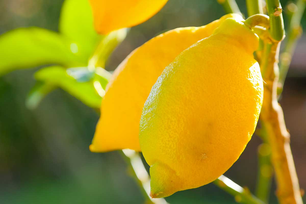 Concimi naturali per limoni