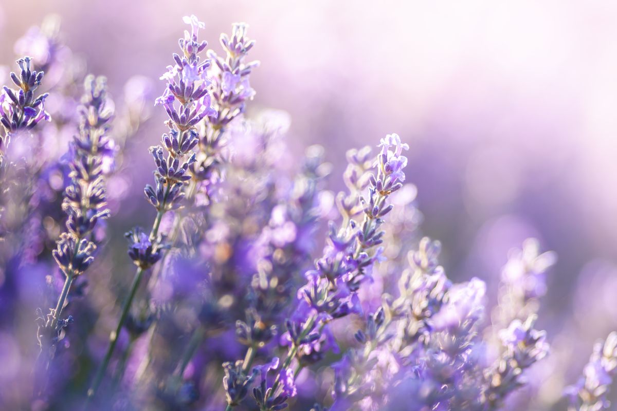 Consigli per la potatura autunnale della lavanda