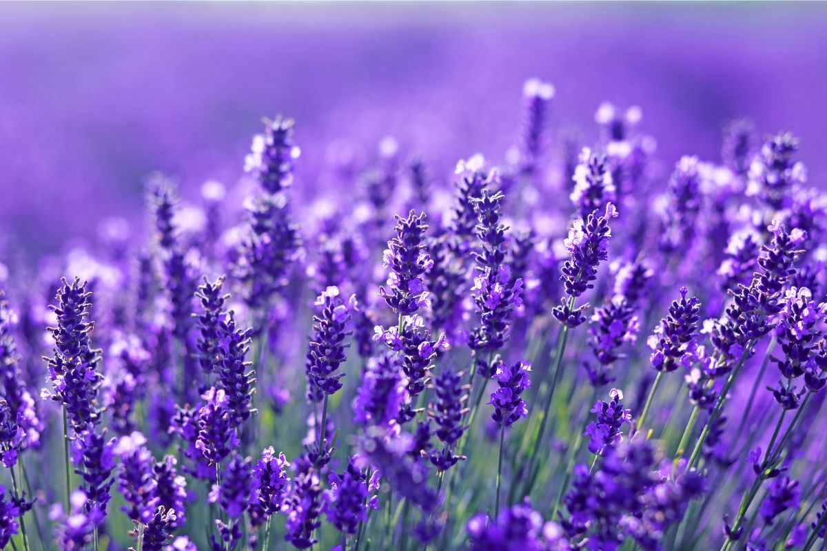 Potatura della lavanda in autunno