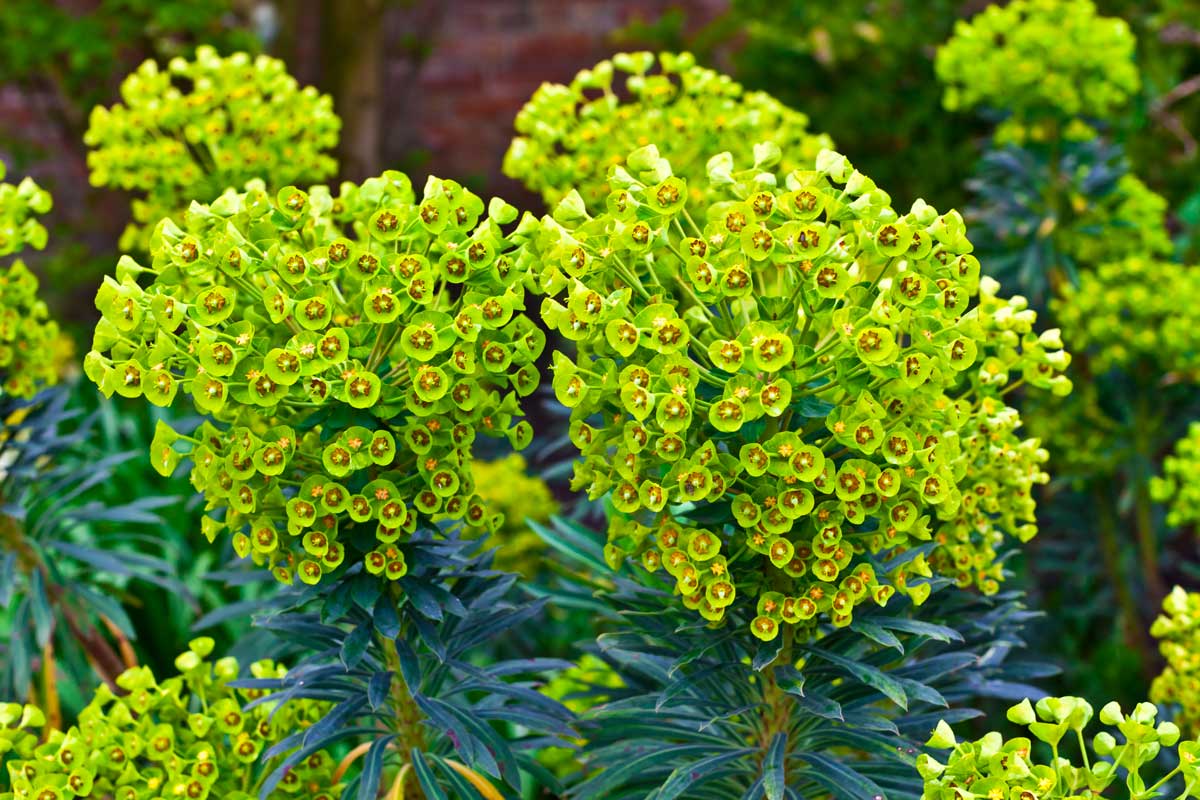 Euphorbia