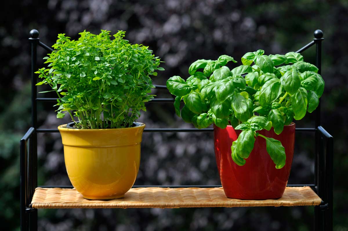 piante aromatiche in vaso autunnale