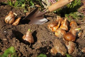 perché piantare i bulbi dei tulipani in autunno